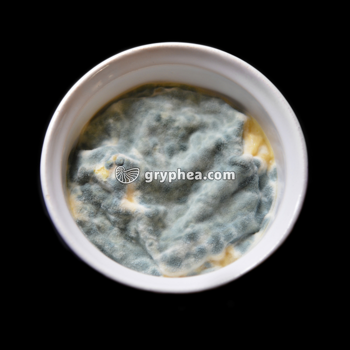 Moisissure sur sauce citron (Penicillium italicum) - gryphea.com